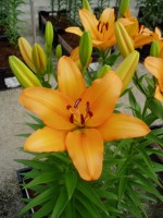 [1675 Talisker No01.JPG]